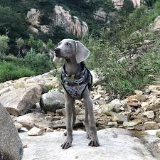 Pet Outdoor Apparel