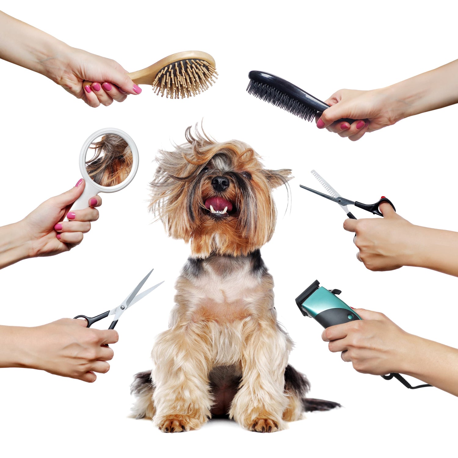 Grooming & Cleaning