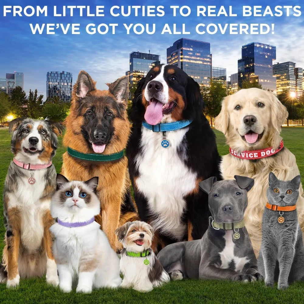 Reflective Dog Collar – Violet – S – Basic Nylon Pet Collar ，Quick Release Buckle ， Fits Small, Medium and Large Dogs, Puppies